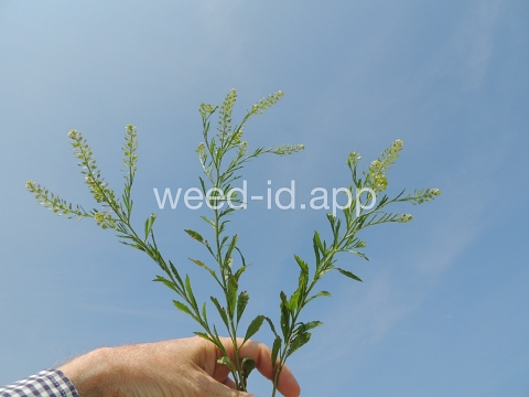 pepperweed, Virginia